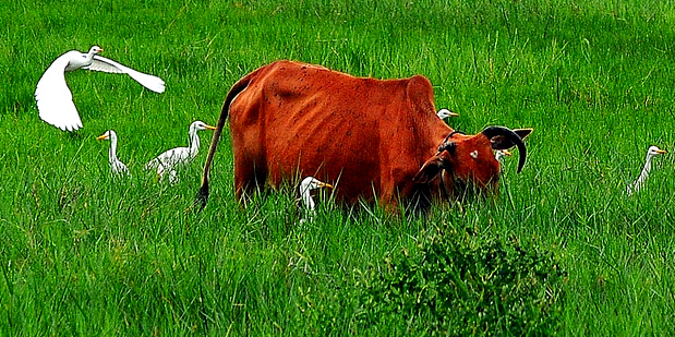DI UJUNG ISLAM Bangau Dan Flaminggo Sama Tapi Tak Serupa