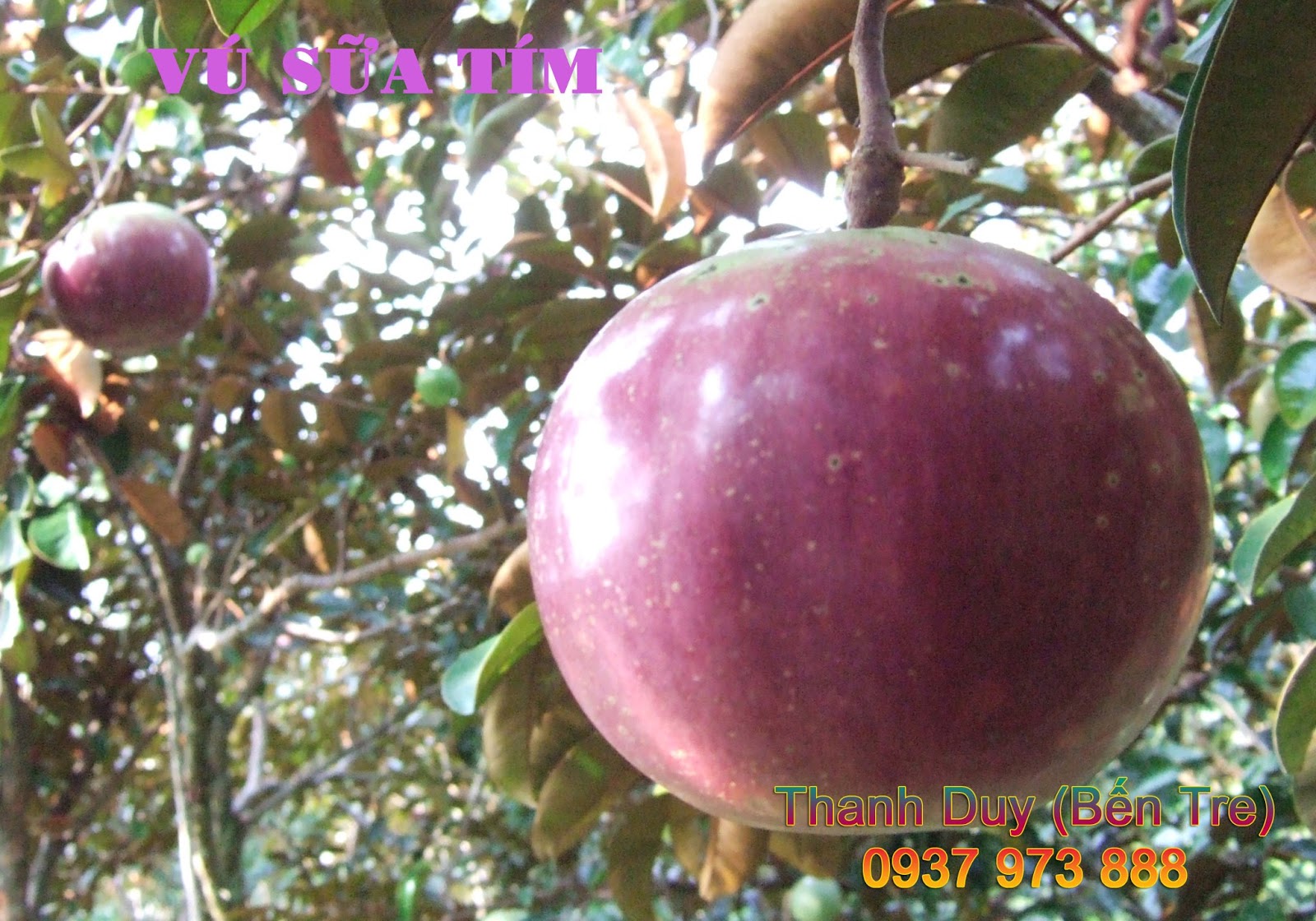 Anh+Cay+Go+Sua Trái lớn (350 - 600g/trái), vỏ trái màu tím đẹp. Thời ...