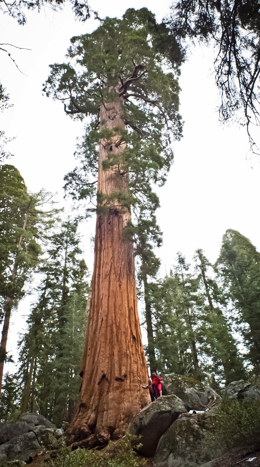 General Sherman is the Tallest Tree on HD Pictures HD Photos