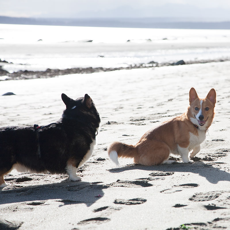 Dogs at double bluff off leash dog beach Dogs at double bluff off leash dog beach