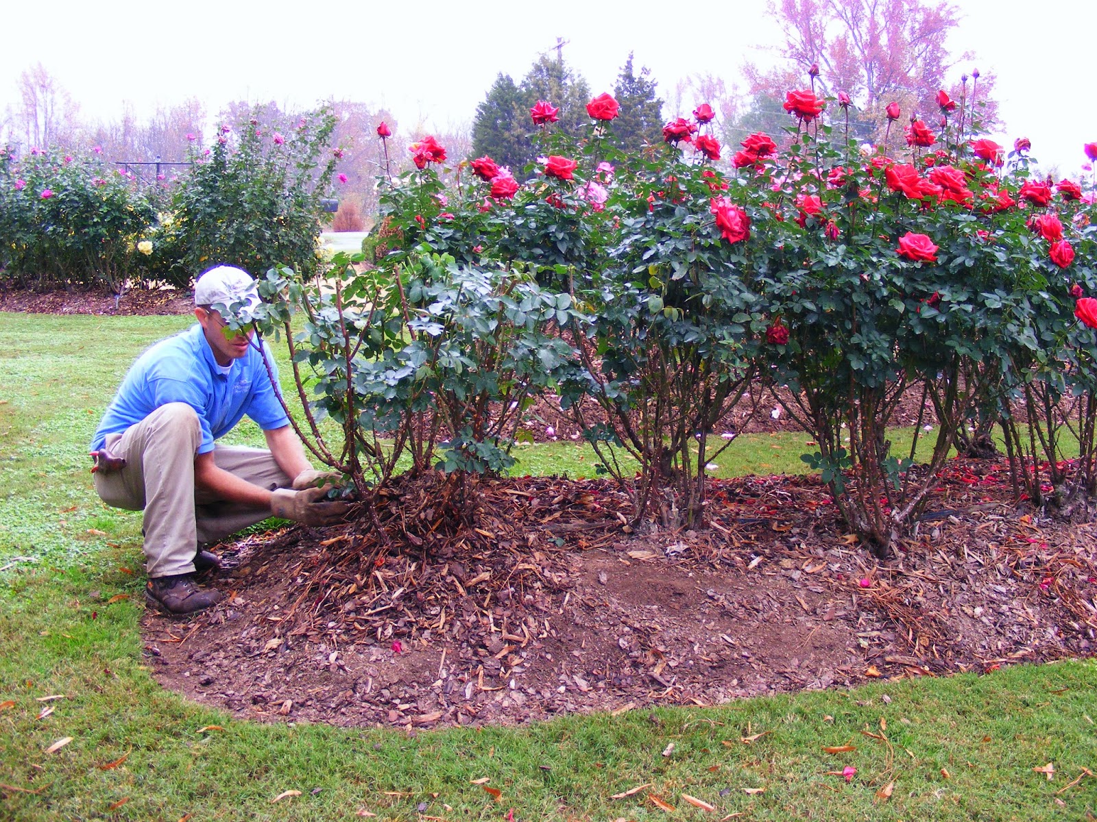 Coming Up Roses Expert Rose Advice from Witherspoon Rose Culture A