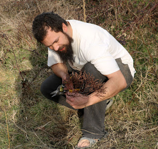 Using the snips to harvest these dry weeds Using the snips to harvest these dry weeds