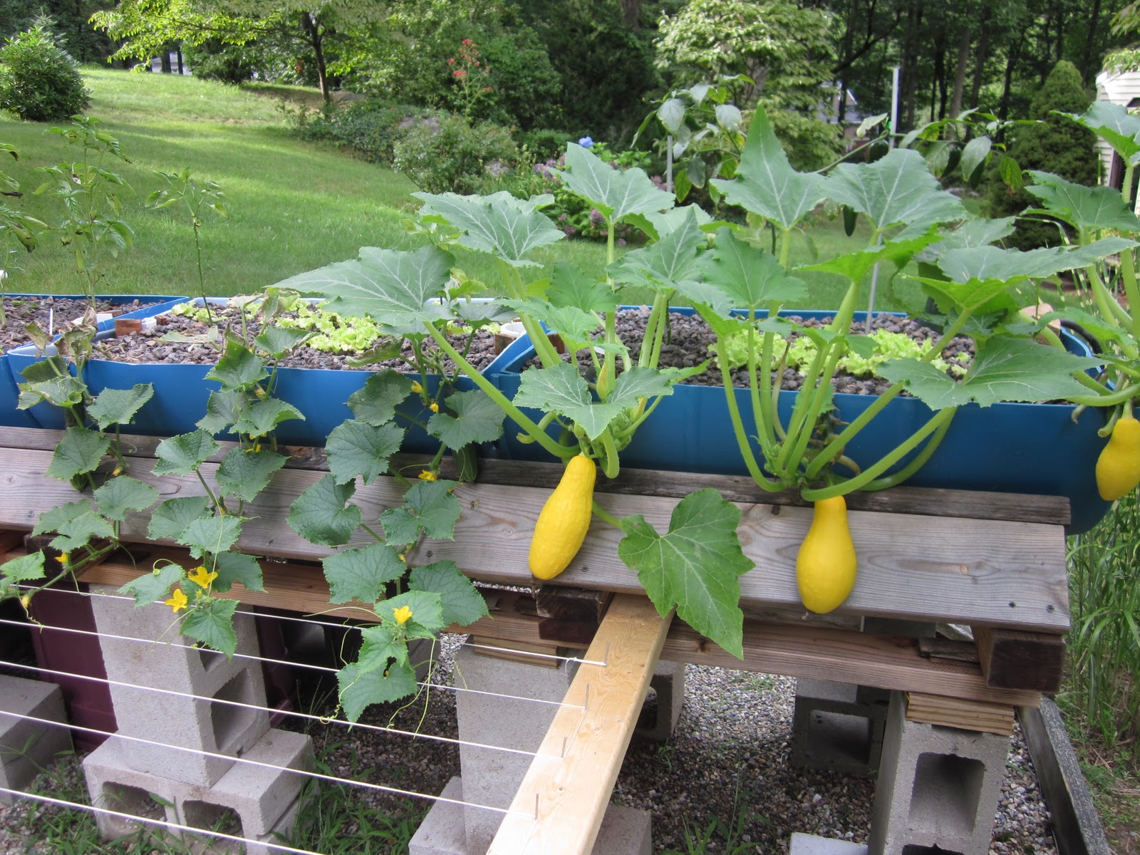 A Life Aquaponic Squash and Cukes!