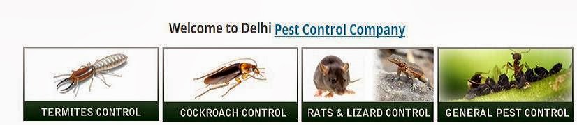 Delhi Pest Control Company