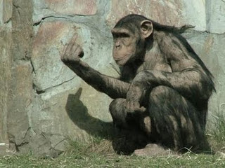 Animal Funny Picture