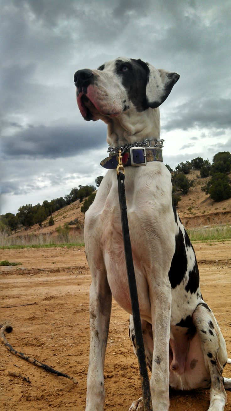 Is It Illegal To Breed Dogs With Inherited Disorders Is It Illegal To Breed Dogs With Inherited Disorders