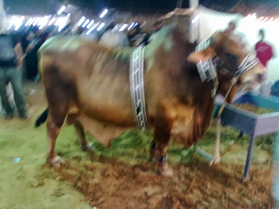 Dangerous+Cow+Qurbani The Day That Everything Changed: Dangerous Cow Qurbani 2013 images