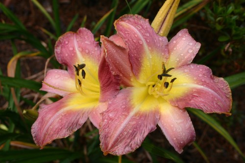 http://www.walterreeves.com/landscaping/daylily-dividing/