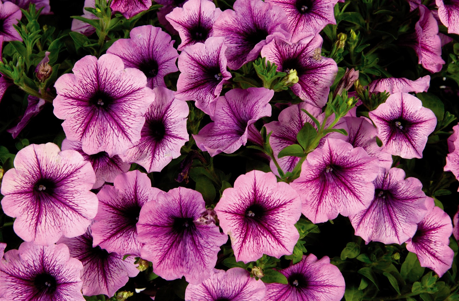 Dr. Dan�s Garden Tips Passionate About Petunias