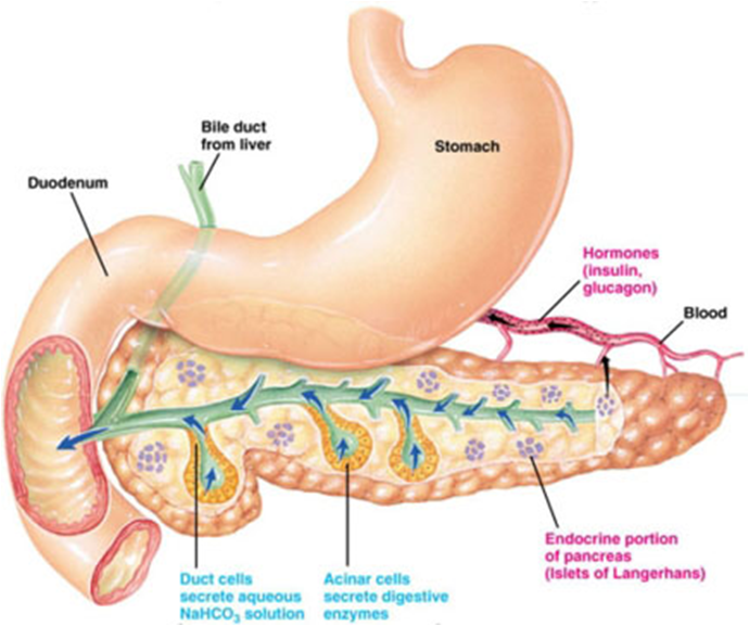 MBBS Medicine (Humanity First) Acute pancreatitis