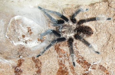 spider web with water