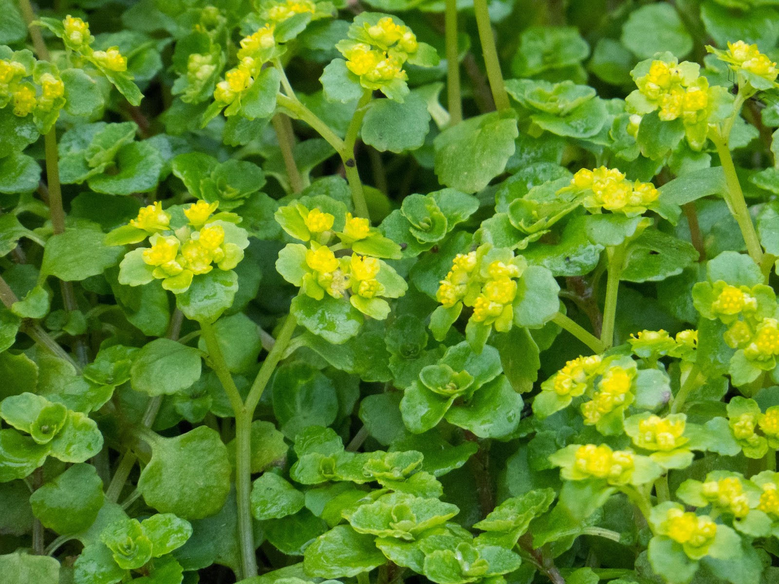 Opposite-leaved Golden-saxifrage - Simon Colenutt Opposite-leaved Golden-saxifrage - Simon Colenutt