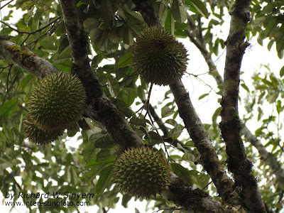Durian - King of Tropical Fruits