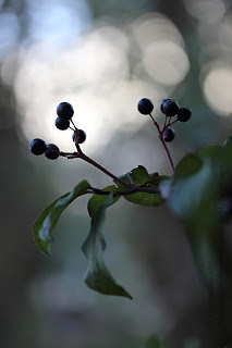 macro fruit