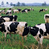 Cows are 'most dangerous' animals in UK