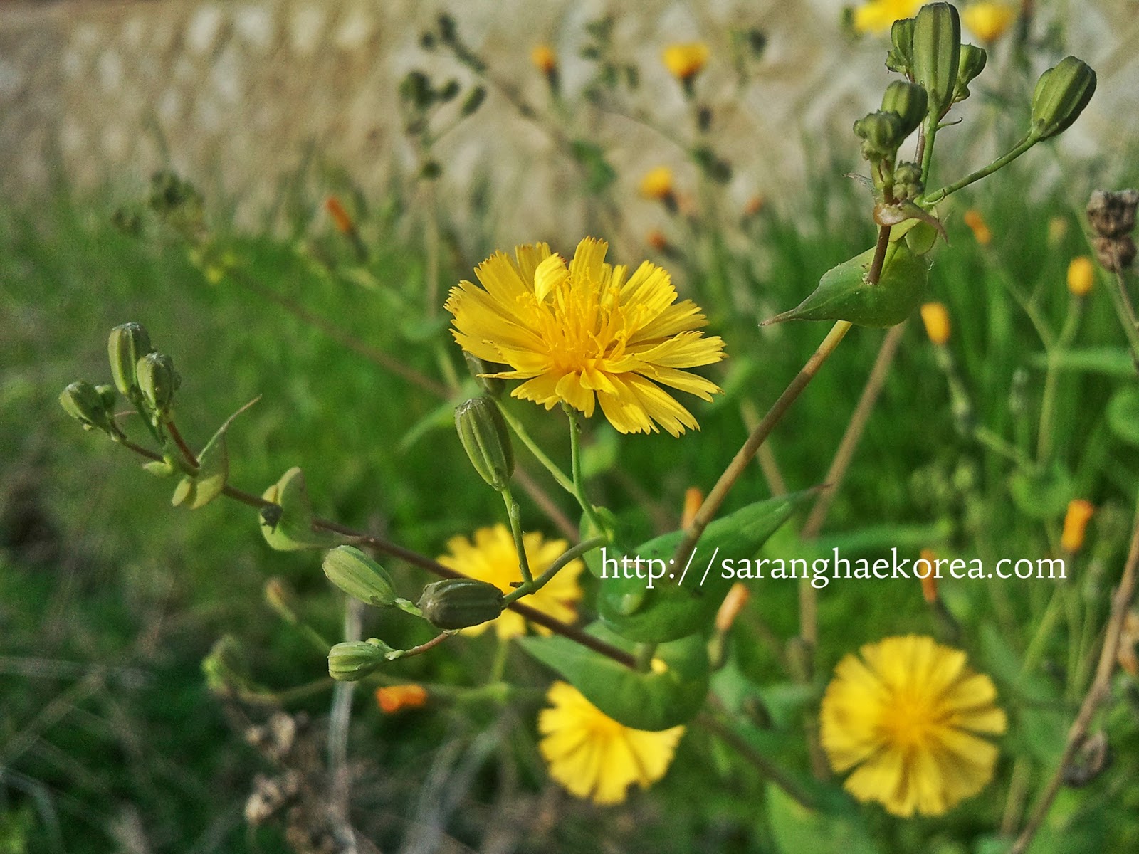8 Featured Wild Spring Flowers of Korea Saranghae Korea