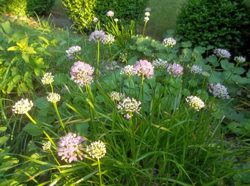 Future Plants by Randy Stewart Allium