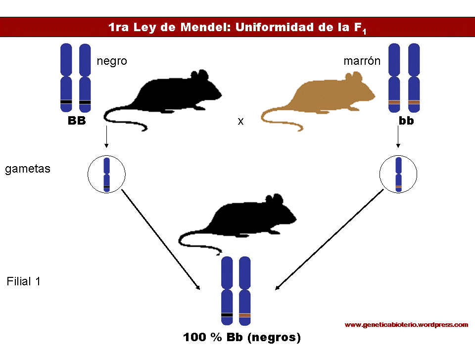 LEY DE MENDEL ley de mendel:
