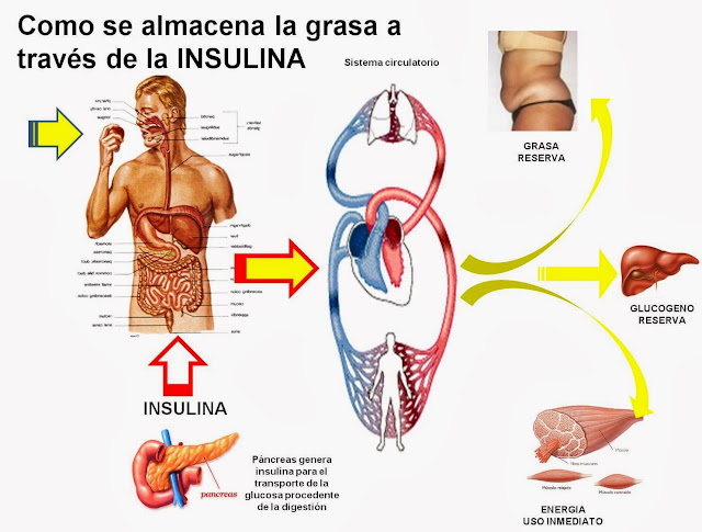 Diabetes Causas efectos y como controlarla: que es la insulina Diabetes Causas efectos y como controlarla: que es la insulina