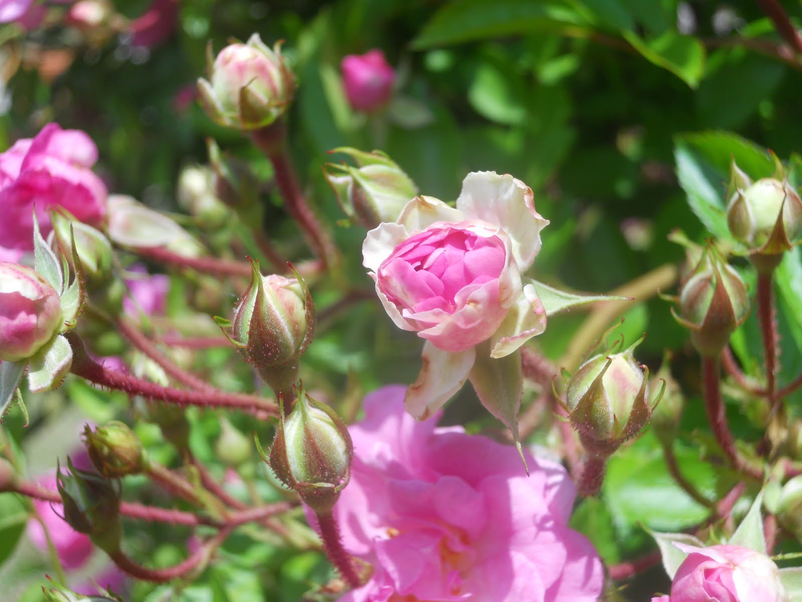 1060 Bliss Katrina Rose