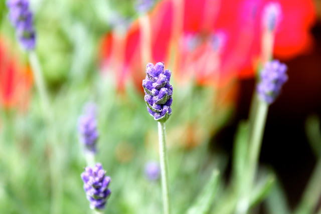 lavender lavender