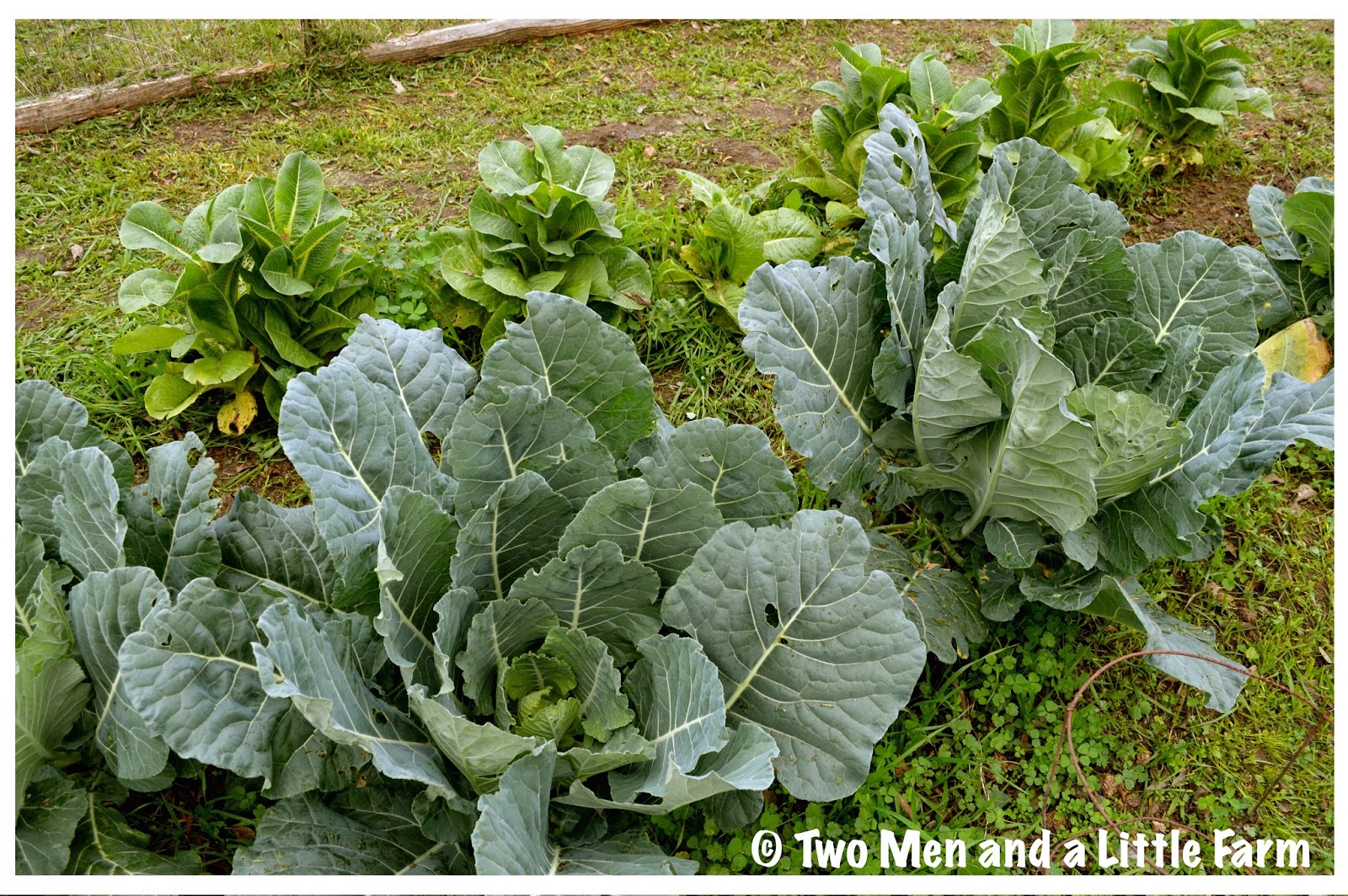 Two Men and a Little Farm: January 2015
