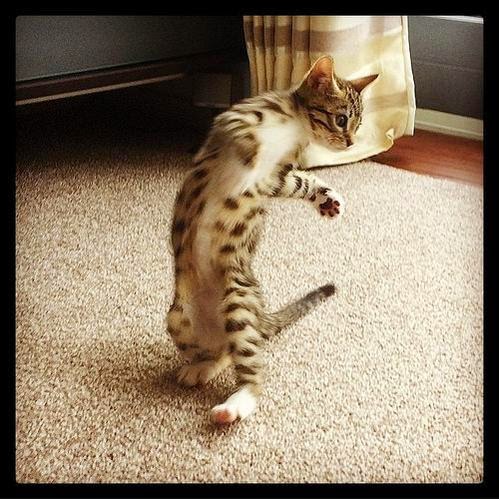 Смешной кот - А теперь... танцы!