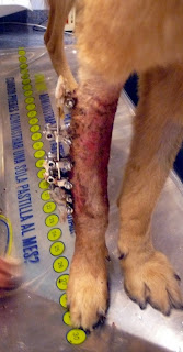 fijador externo en perro fijador de kirschner en perro