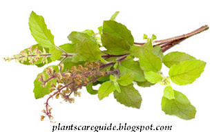 Caring for HolyPlant Tulsi