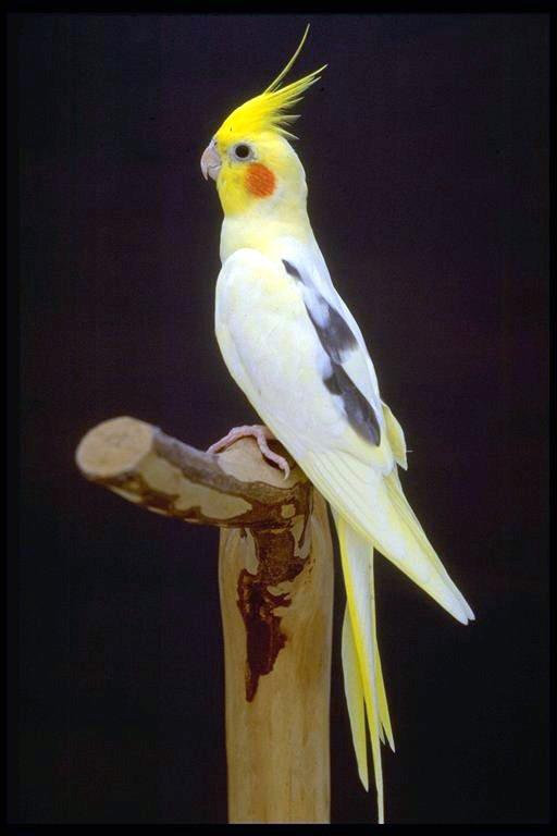Cockatiel: Pictures