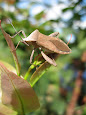 Serangga Pengisap Pucuk Eucalyptus