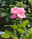 Dernière rose