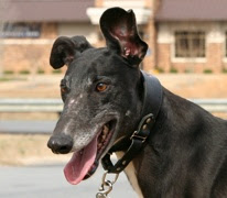 Southeastern Greyhound Adoption