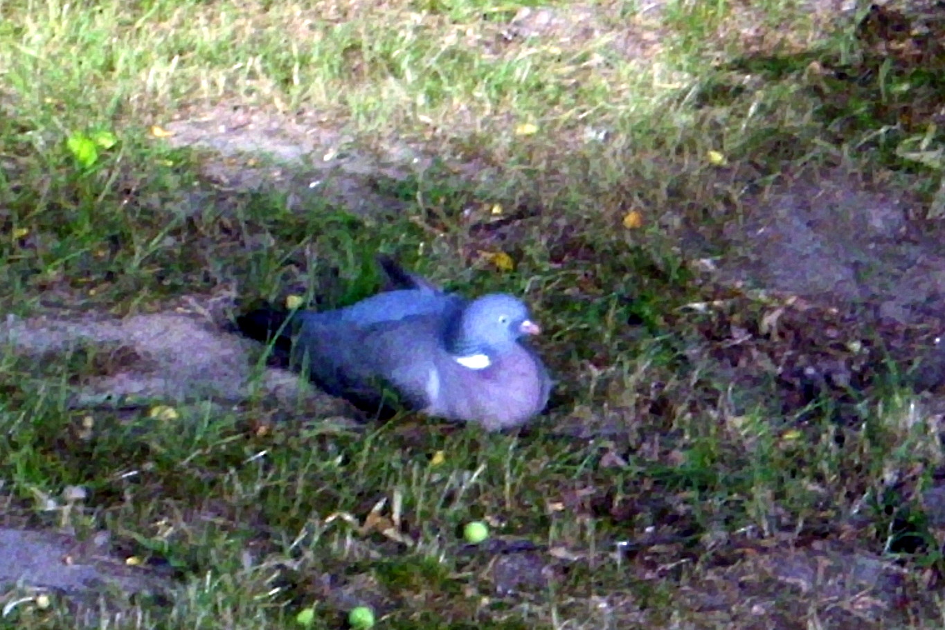 Schnuckelstuebchen Lieber Die Taube Im Garten