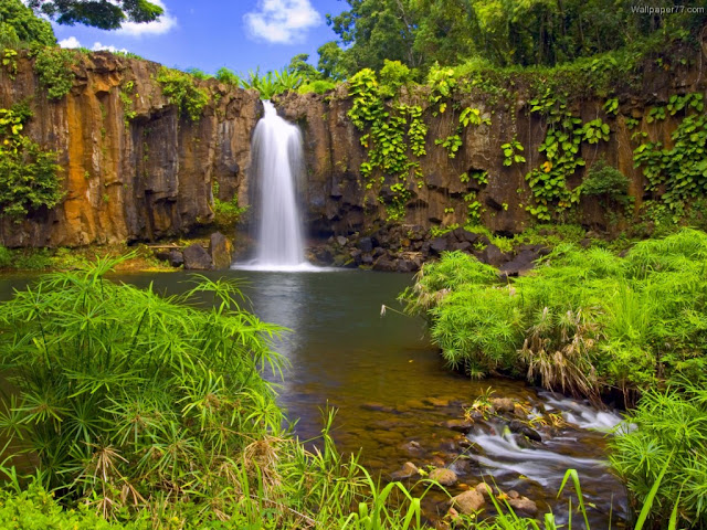 Green Garden: Green Garden Background