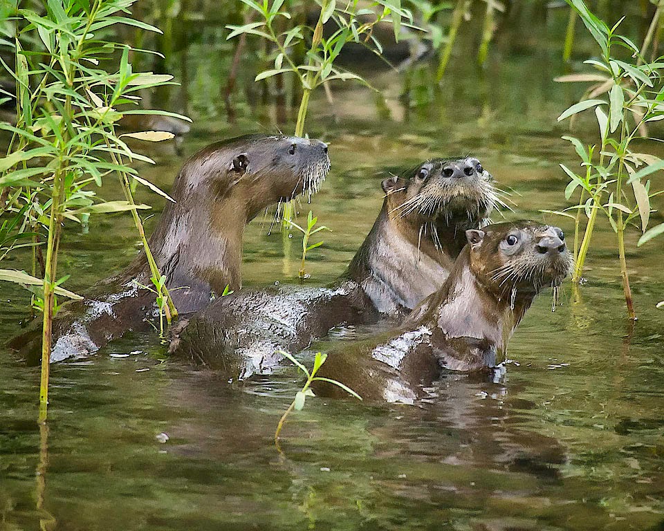 Arkansas Wildlife Photography