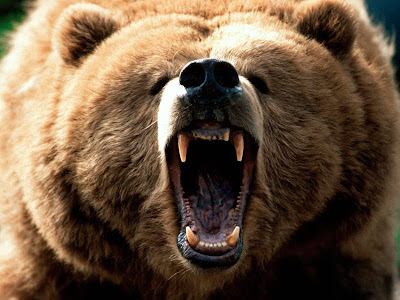 The bear has grown tired of your shit and will now fuck you up