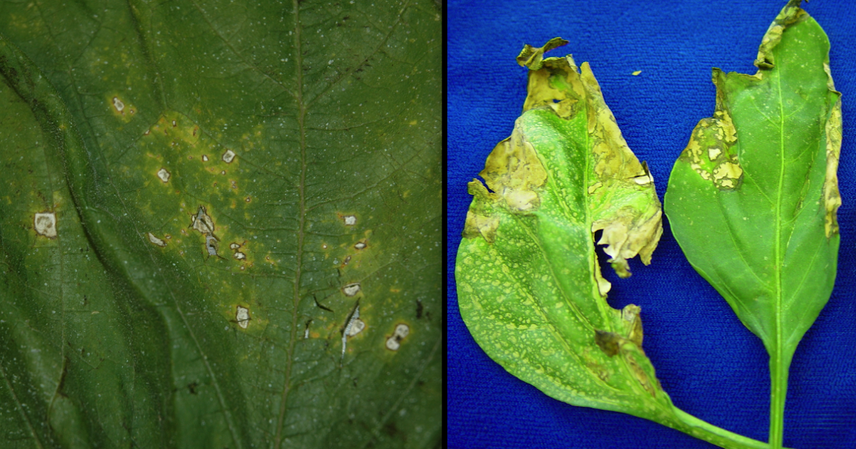 University of Illinois Plant Clinic The Difference