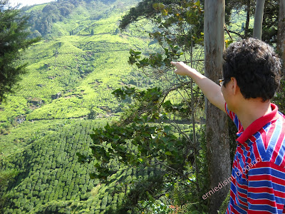 ladang teh boh sungai palas