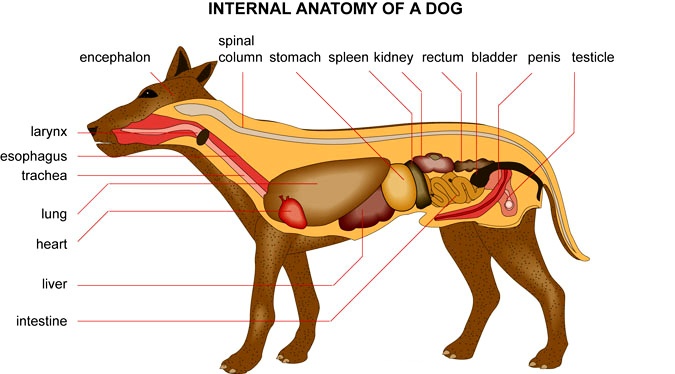 Does It Sometimes Take Dogs Hours To Digest Food Does It Sometimes Take Dogs Hours To Digest Food