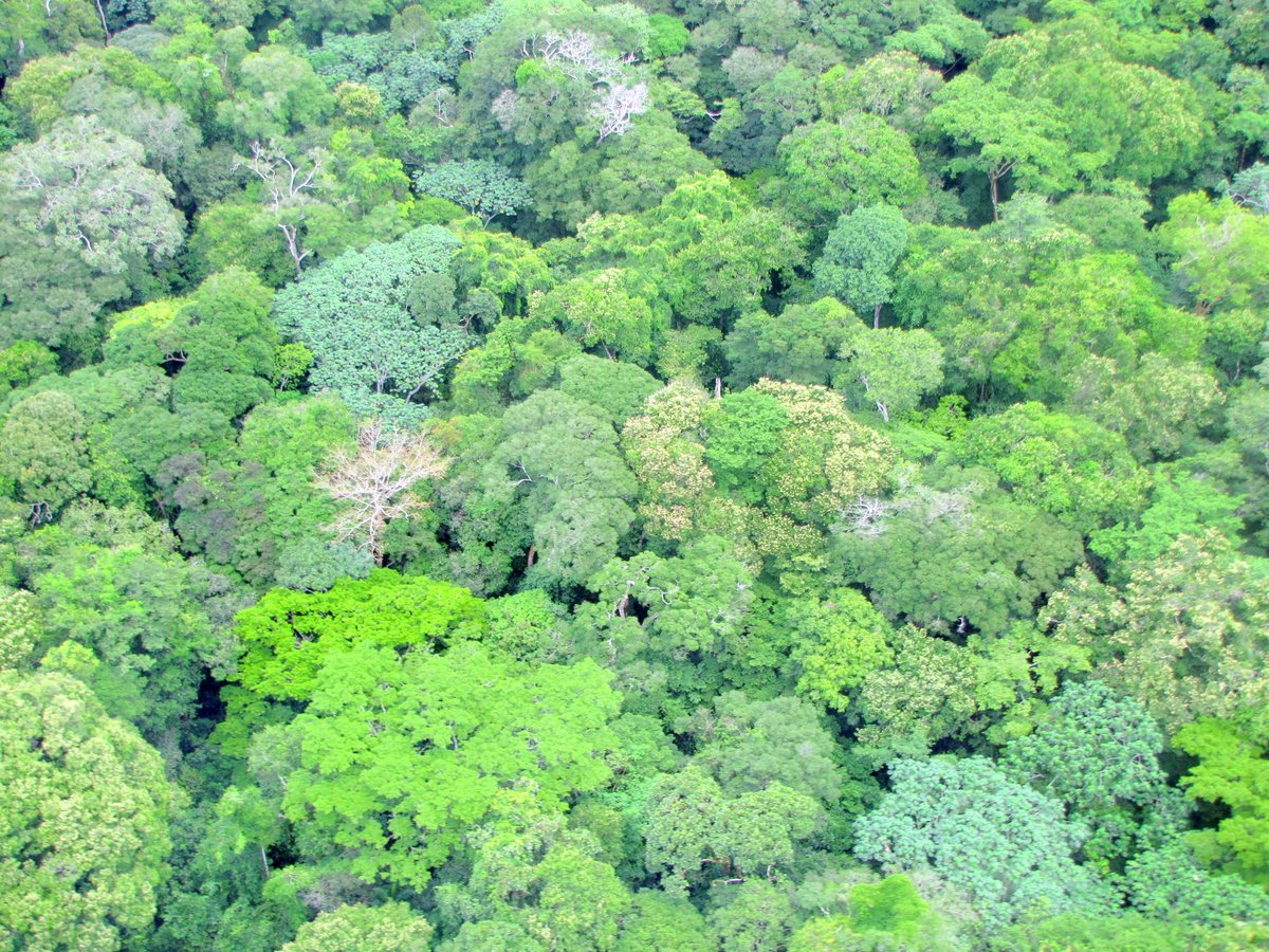 In the Forests of Ituri: Forest from Above