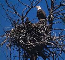 Huge, scraggly nest