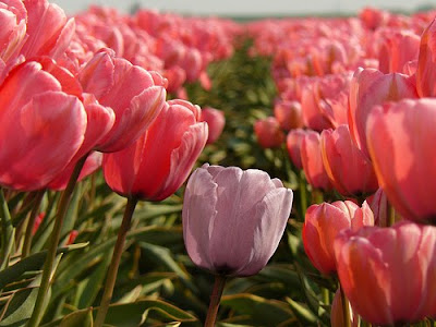 Pink tulips - Labors of Love