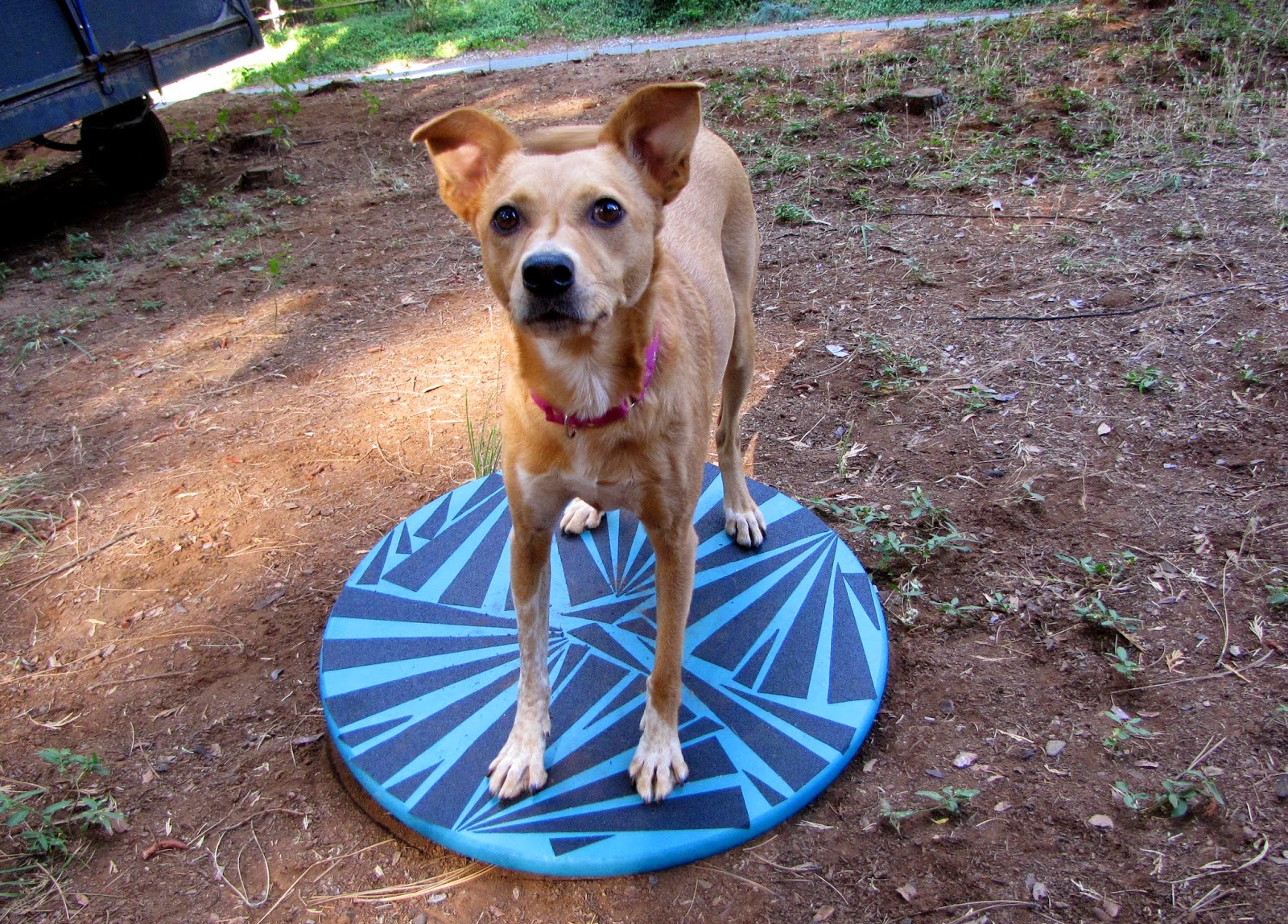 ZoePhee How to Make Wobble Board for Dogs! Dog boarding, Dog