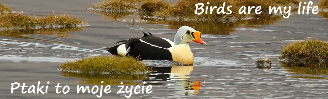 Ptaki to moje życie / Birds are my life