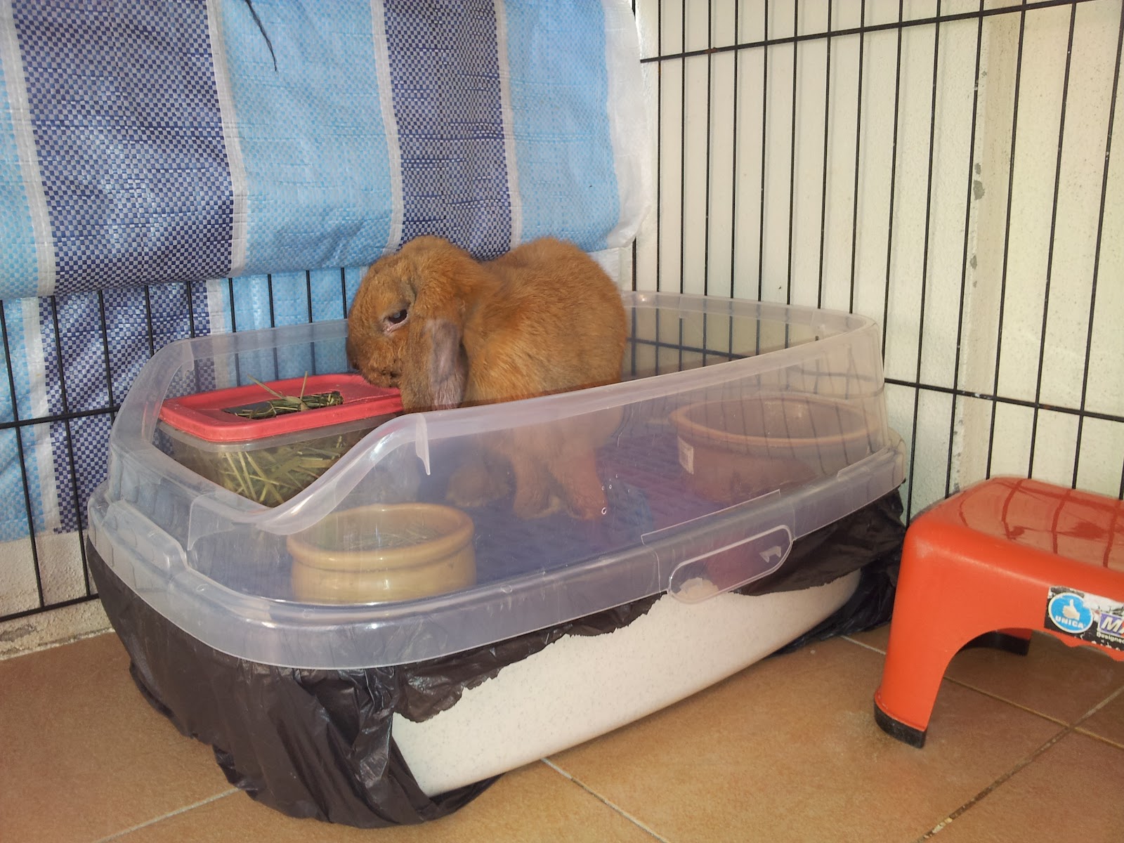 My Bunnies and I New Litter Box