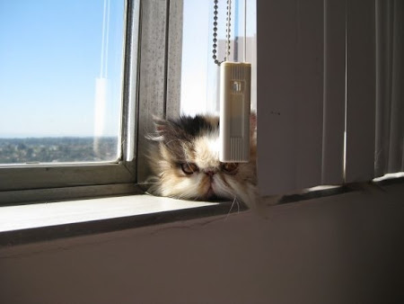 gambar kucing bersembunyi