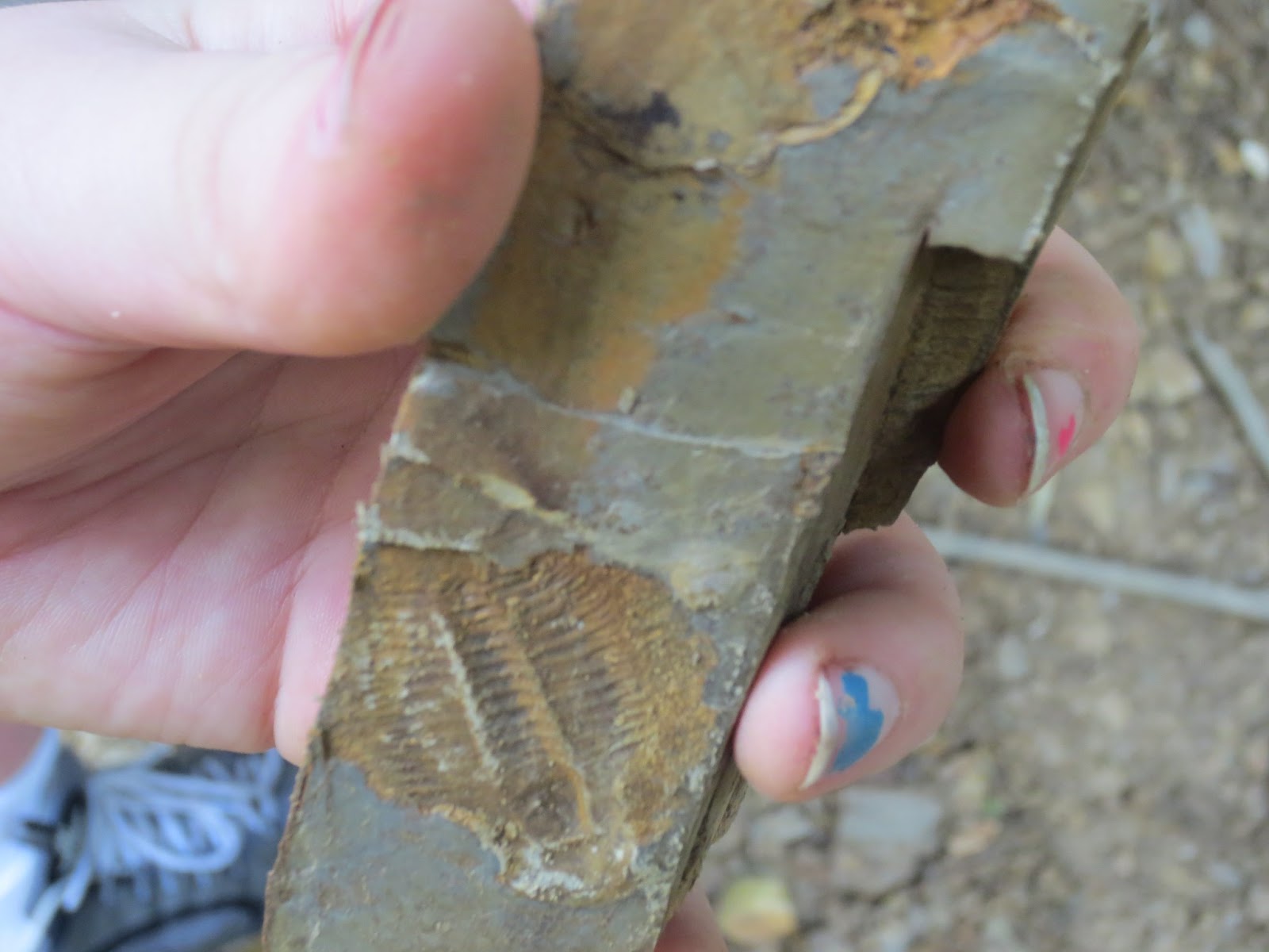 Revelations by a 40Something Mom Fossil Hunting in