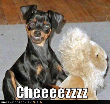 Min Pin Dog For Sale In Idaho Min Pin Dog For Sale In Idaho