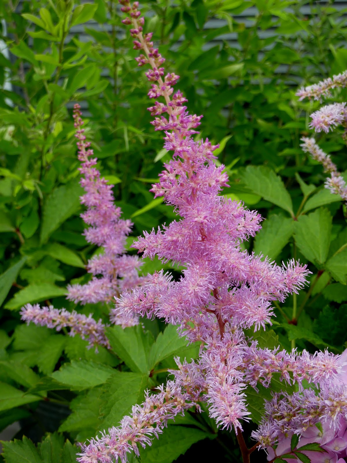 Flat Bottom Flowers Pretty Plumes